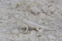 080 White Sands National Monument